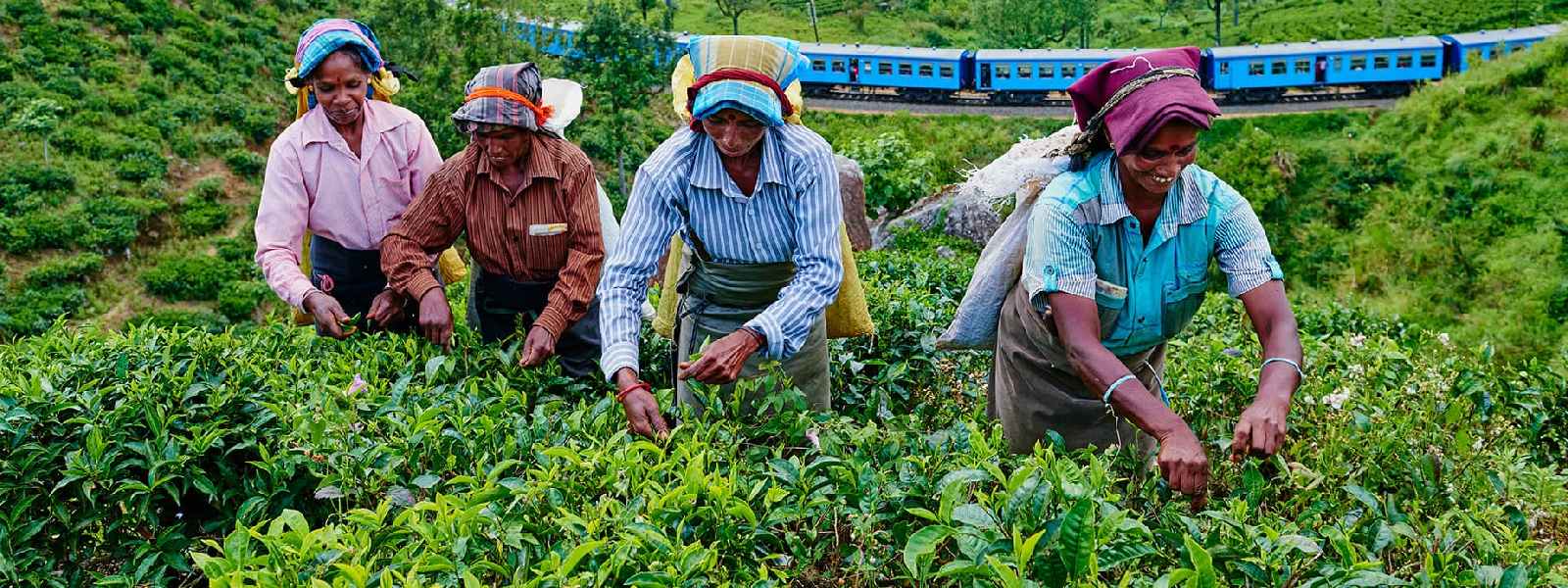 වතු කම්කරු දෛනික වැටුප රුපියල් 1750 දක්වා ඉහළට.